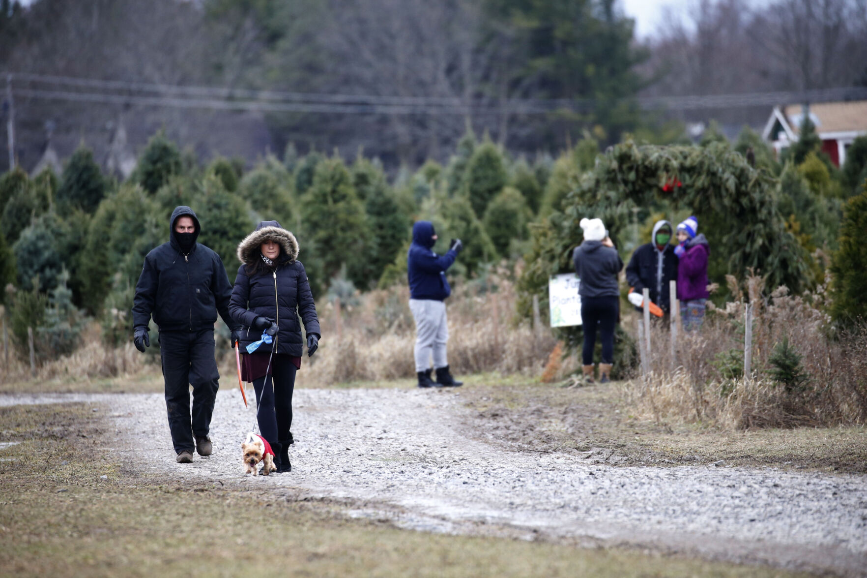 Jurek's tree farm in Clarence (copy)